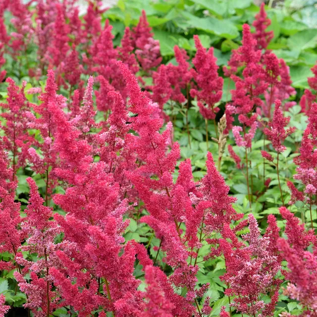 Bakker Vivaces Astilbe d'Arends Fanal vivace pot 9cm rouge ombre