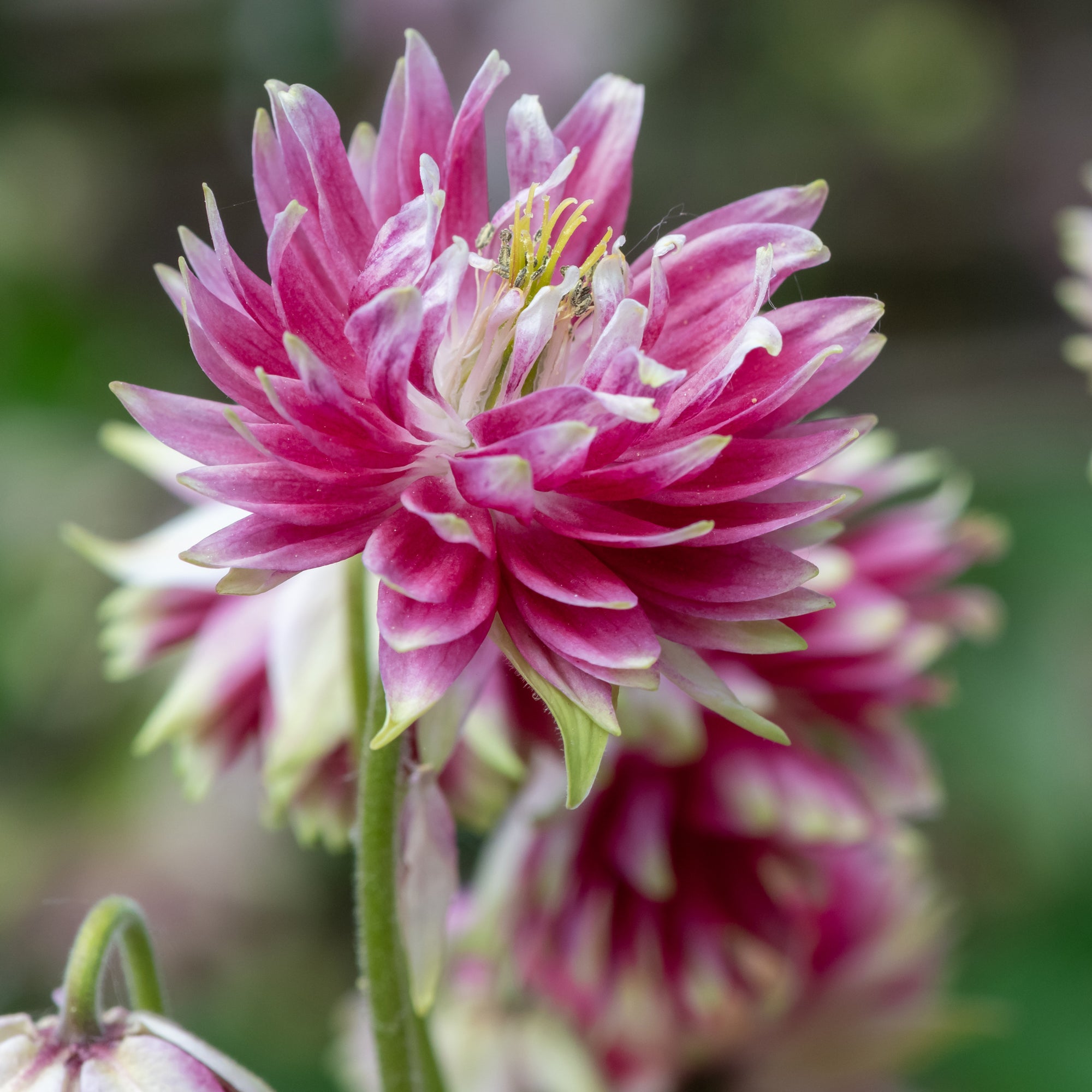 Bakker Vivaces Ancolie Nora Barlow fleur double paquet 5 racines