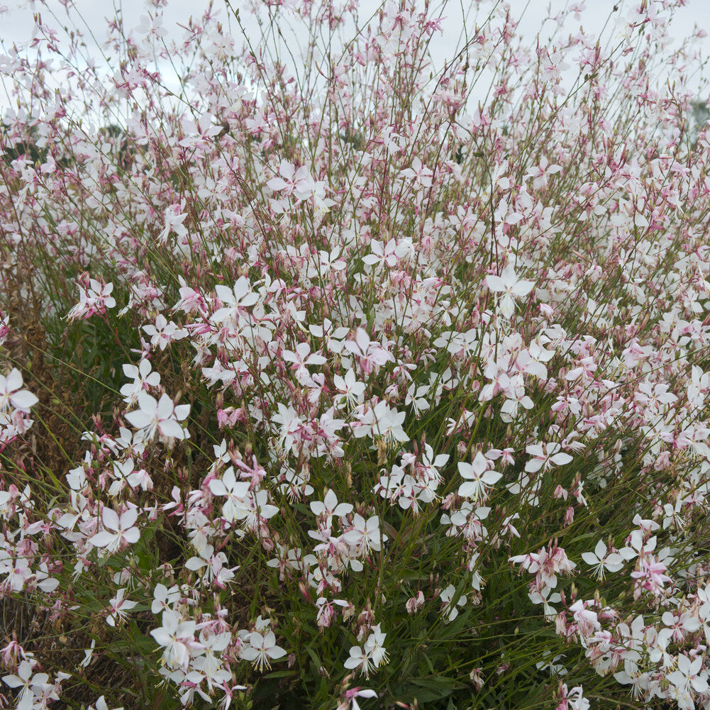 Bakker Plantes vivaces Gaura Short Form vivace pot compact rose