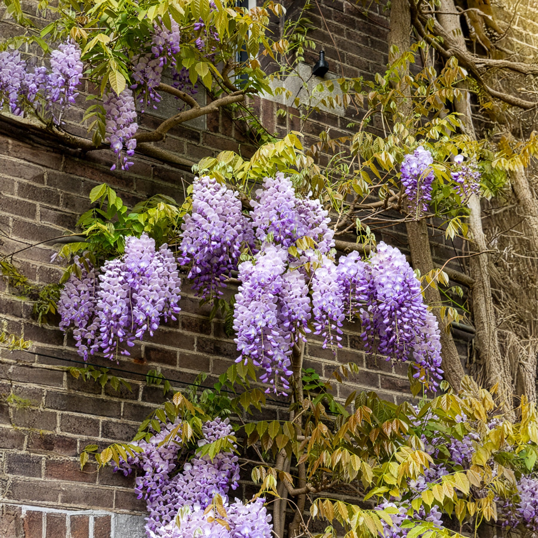 Bakker Glycine Prolific grimpante pot 2L 40-50cm violette