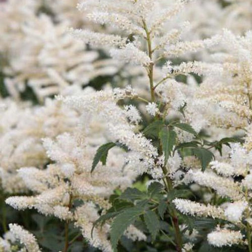 Bakker Astilbe hybride Washington vivace pot Ø9cm blanc