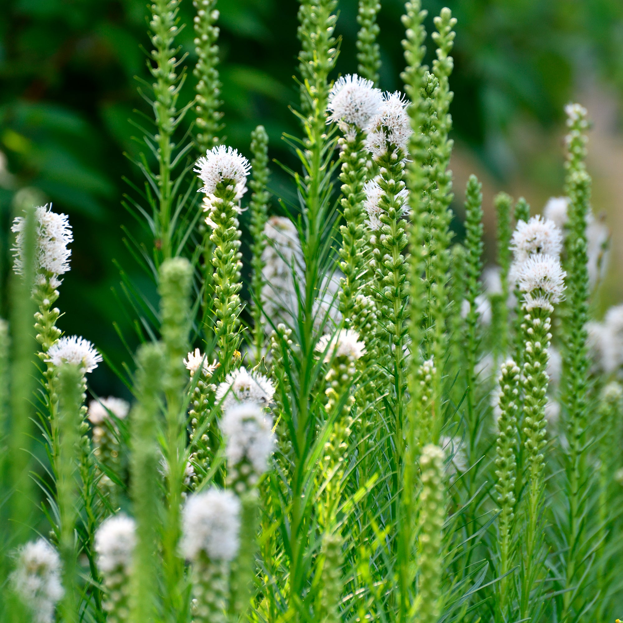 Bakker Plantes vivaces Vivaces fleurs blanches plante lot 3 pots
