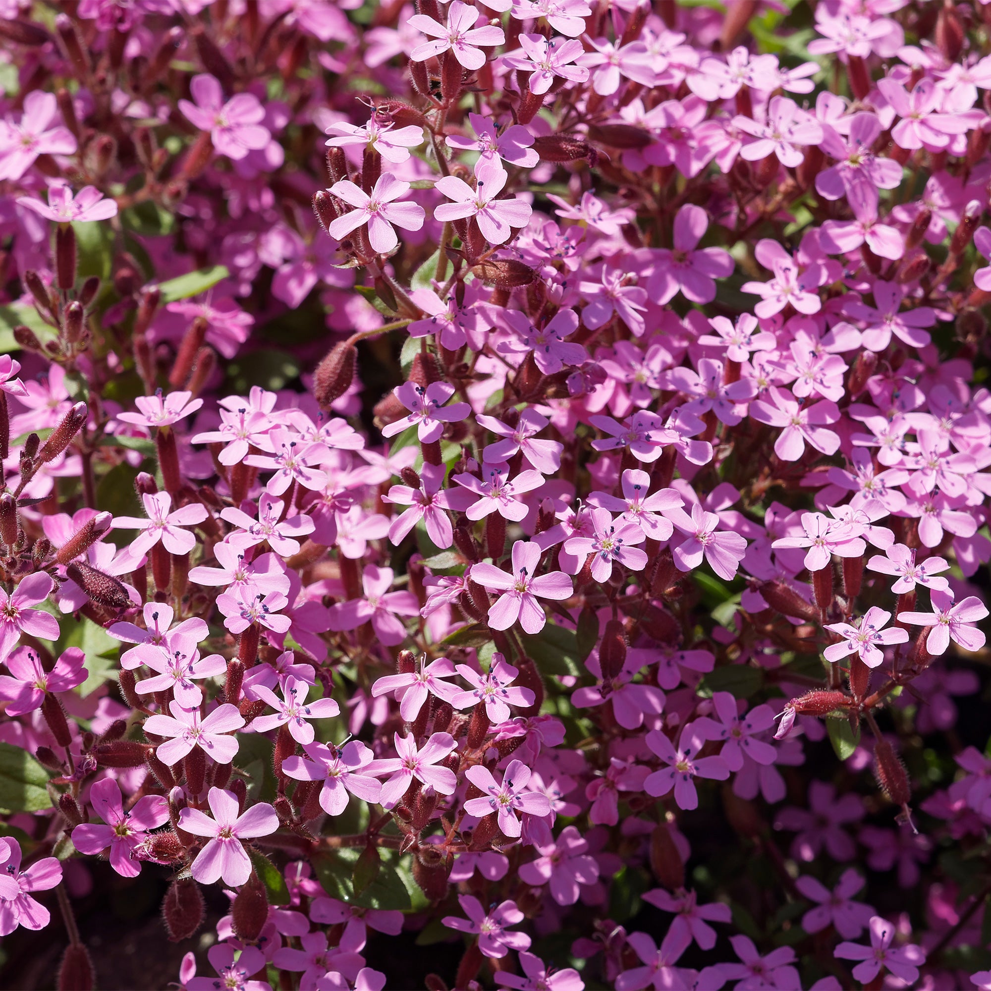 Bakker Plantes vivaces rampantes x15 couvre-sol 2 m² mélange