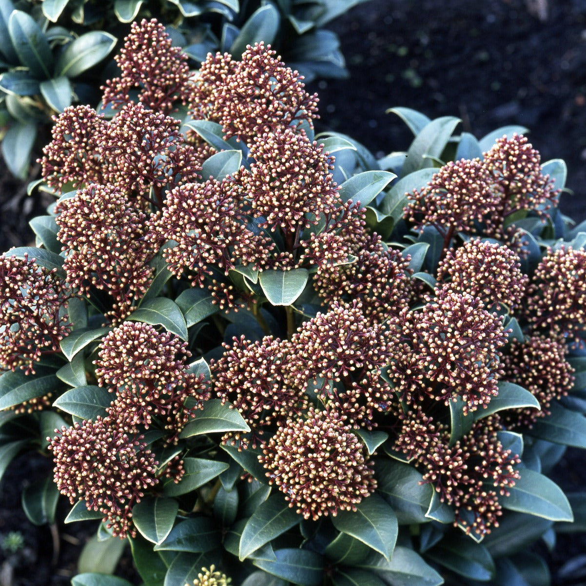 Bakker Skimmia du Japon arbuste pot 2L 20-30cm persistant