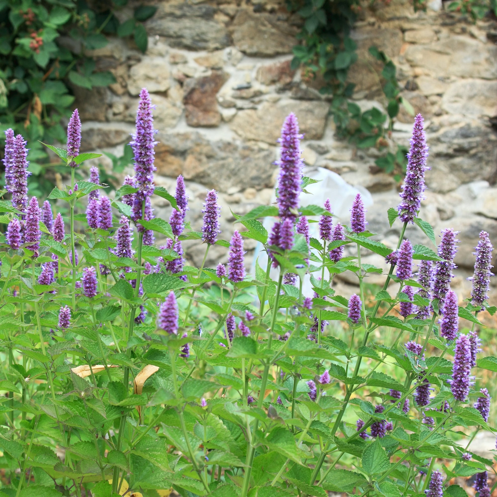 Bakker Agastache fenouil plante vivace violette pot 9cm