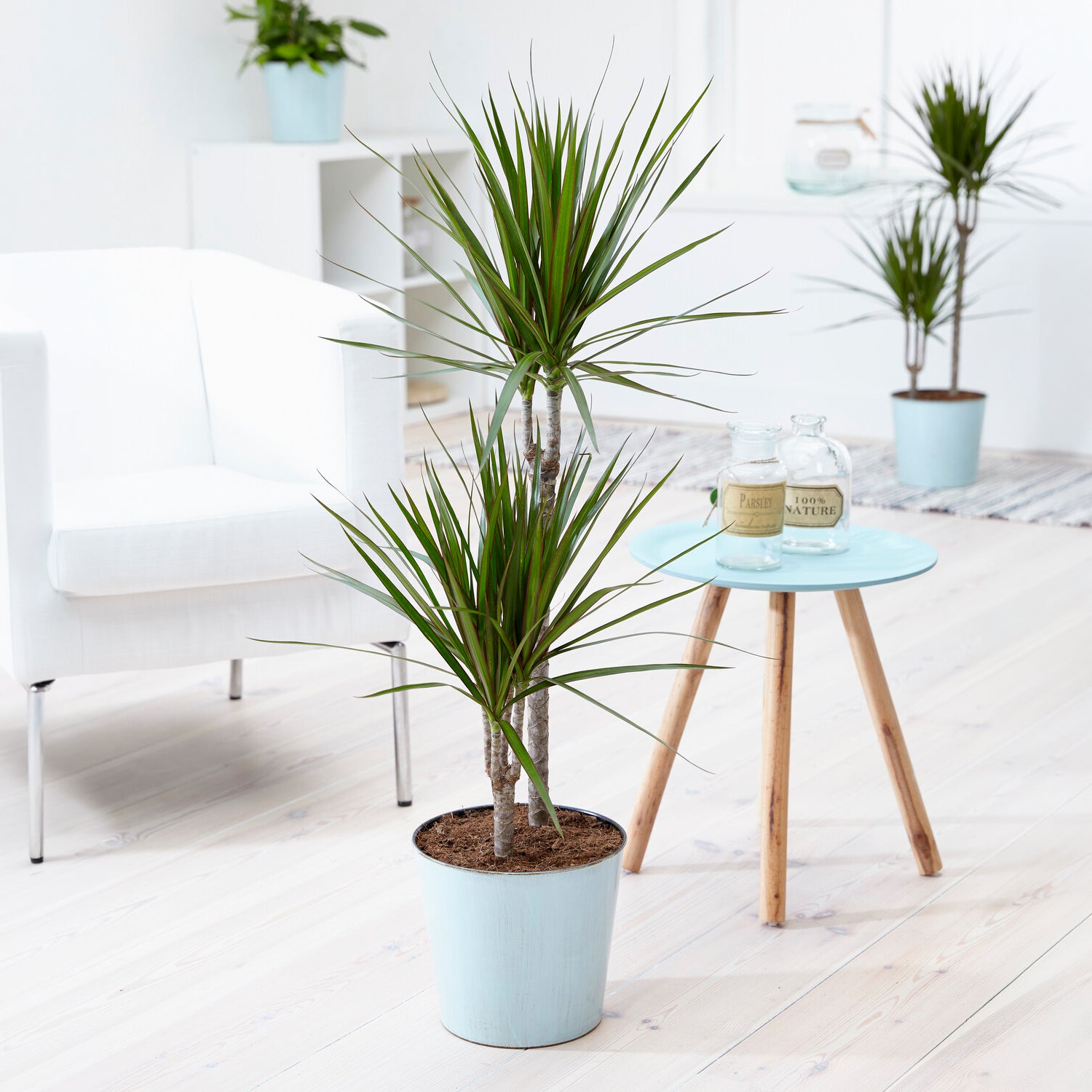 Bakker Dracaena marginata dragonnier pot 17 cm 70-90 cm