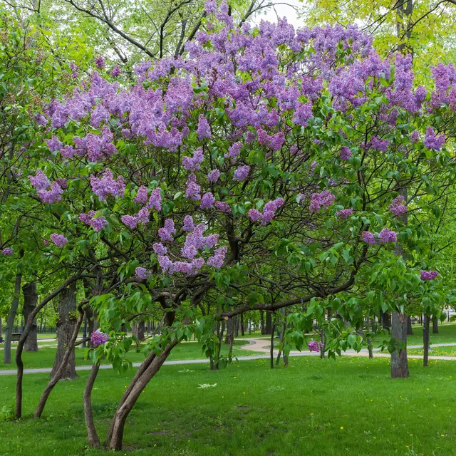Bakker Lilas commun violet parfumé 2 pots 2-3 branches