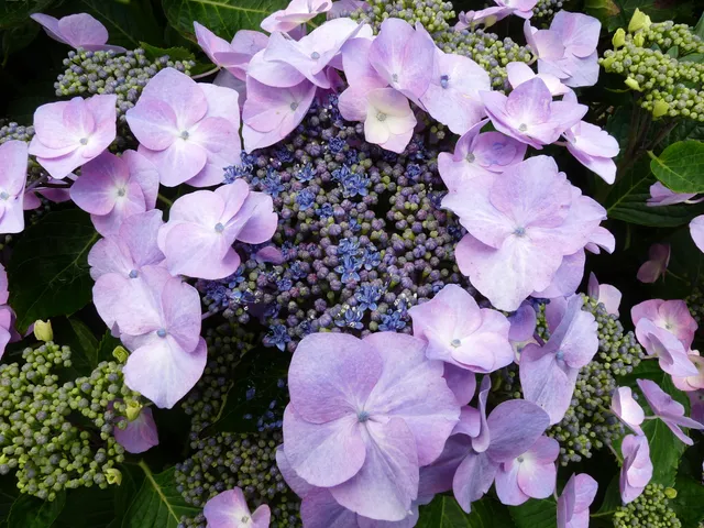 Les Hortensias du Haut Bois Geisha hortensia fleurs plates godet