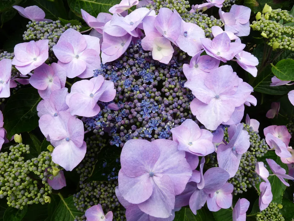 Les Hortensias du Haut Bois Geisha hortensia fleurs plates godet
