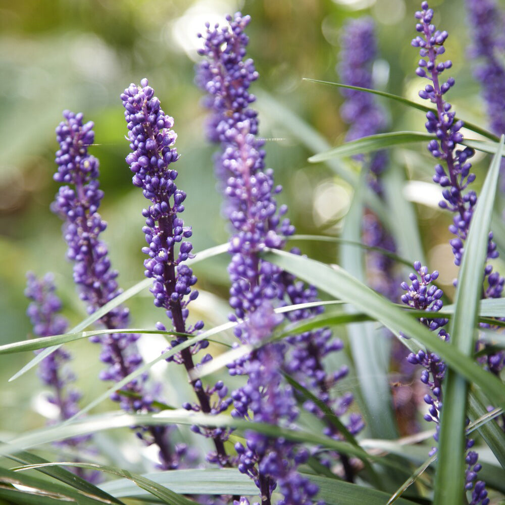 Bakker Ingwersen liriope muscari pot Ø 9cm violet