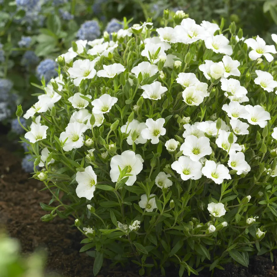 Bakker Sabline des Montagnes vivace 2 pots Ø 9cm blanc