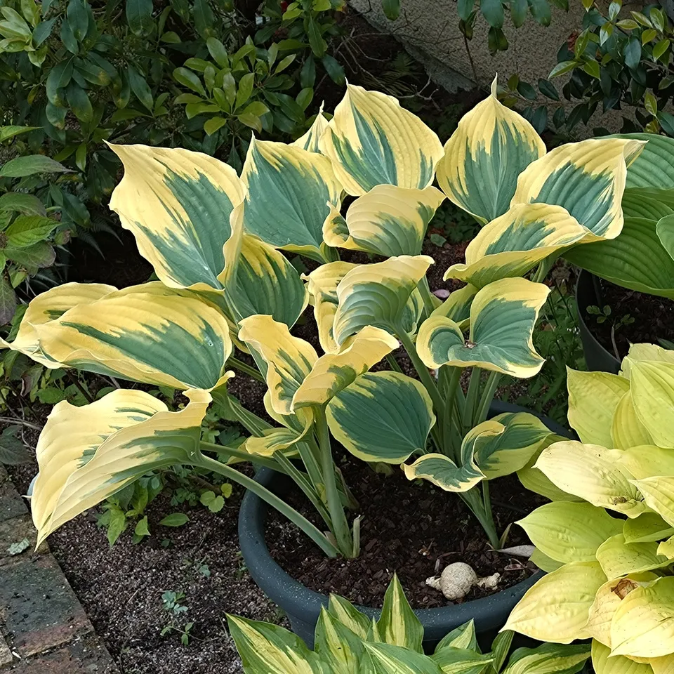 Passion Vivaces Hosta Liberty plante vivace godet 1 L panaché