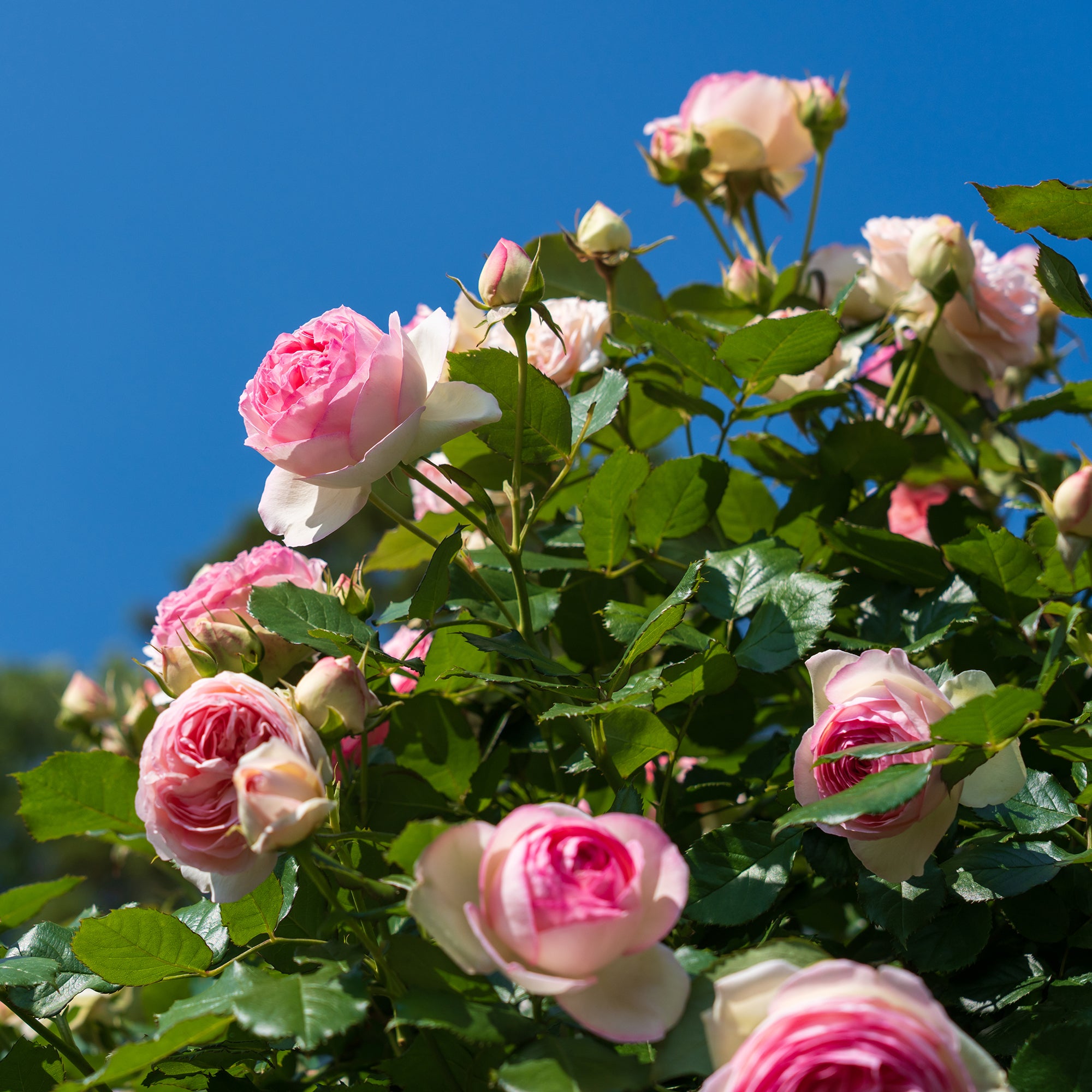 Bakker Rosiers Pierre de Ronsard rosier grimpant pot 4L rose
