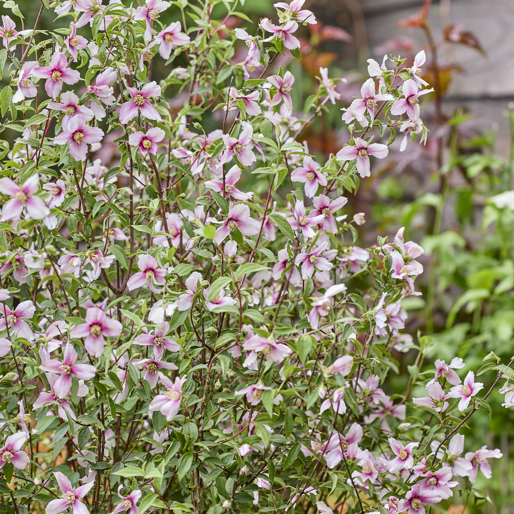 Bakker Seringat nain Petite Perfume Pink pot 9cm parfumé