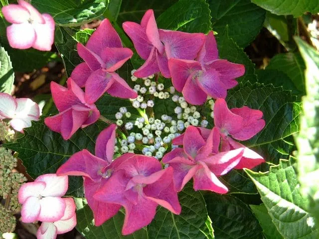 Les Hortensias du Haut Bois Zeizig hortensia fleurs plates godet