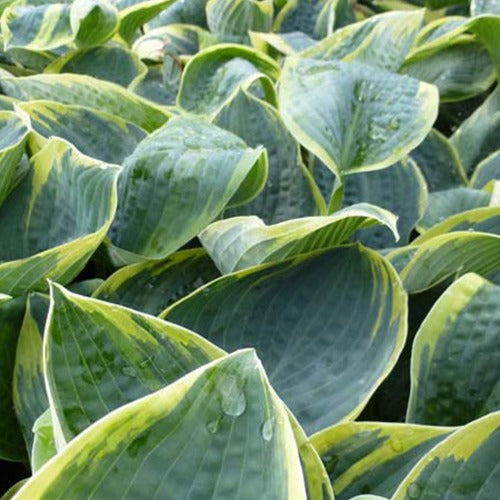 Bakker Hosta Sugar Daddy vivace pot 9cm ombre