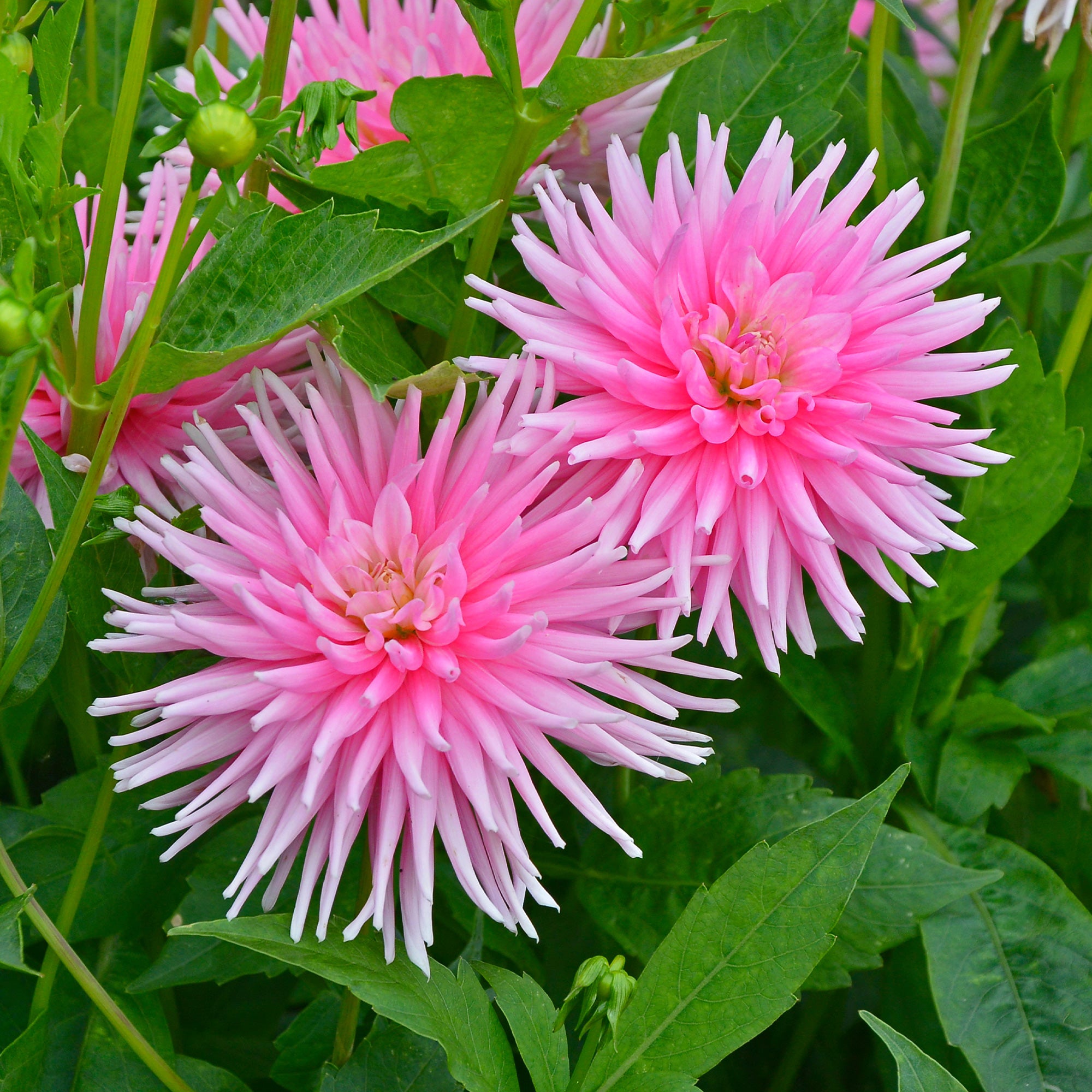 Bakker Plantes d'intérieur Dahlia Park Princess bulbe dahlia 3 bulbes rose