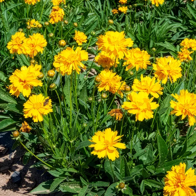 Bakker Coréopsis Sunray vivace jaune double pot 8cm