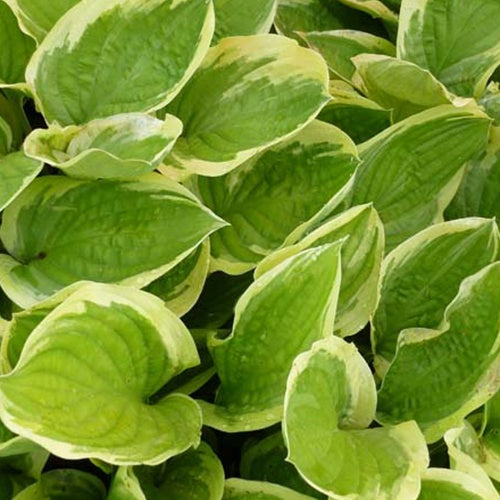 Bakker Hosta Delta Dawn funkia pot 9cm jaune vert