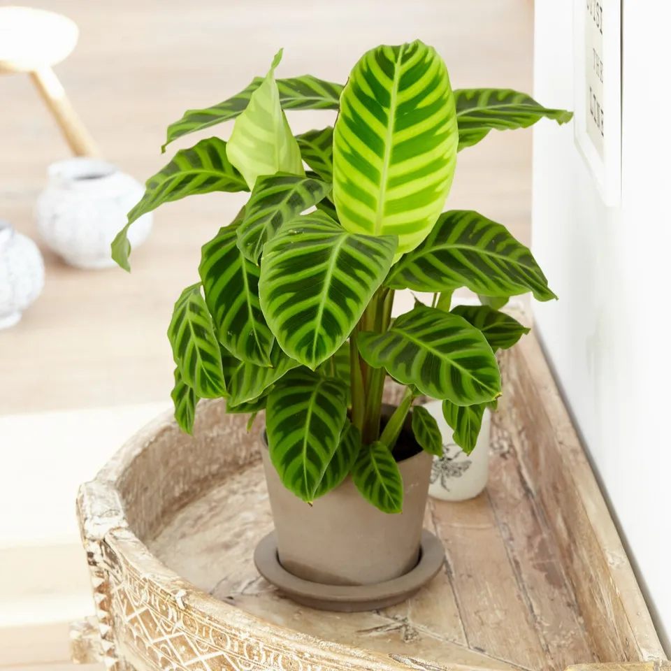 Bakker Calathea zebrina plante d'intérieur pot Ø 19cm 70-90cm