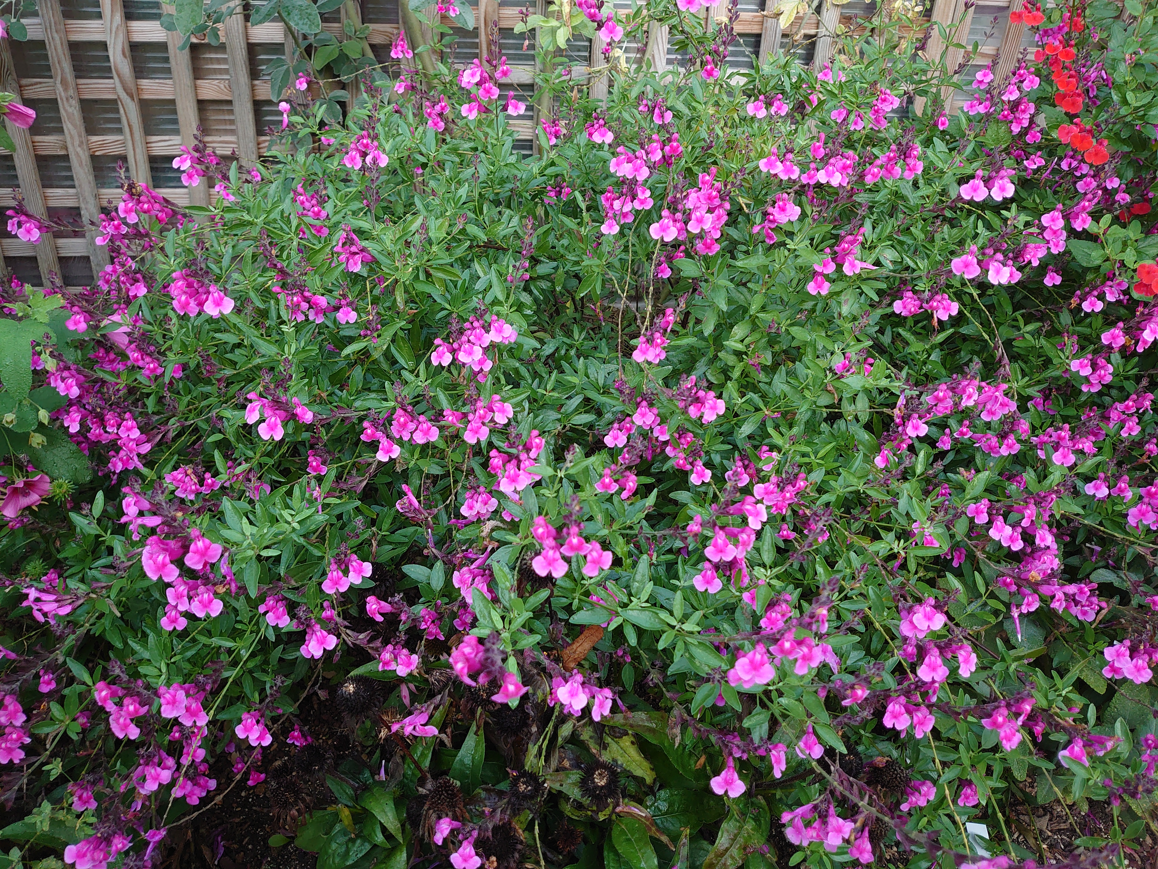 Salvia microphylla Icing Sugar sauge pot 1 litre bicolore