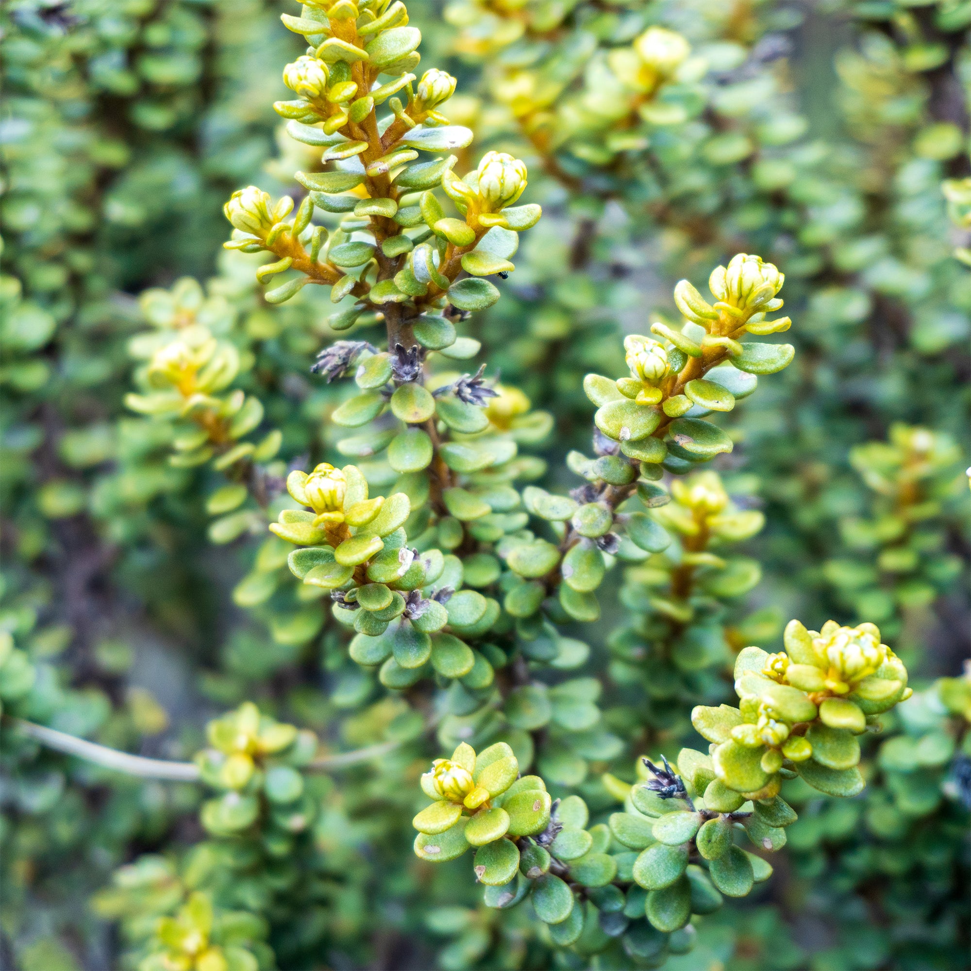 Bakker Nummulariifolia olearia arbuste pot 2L 15-20cm