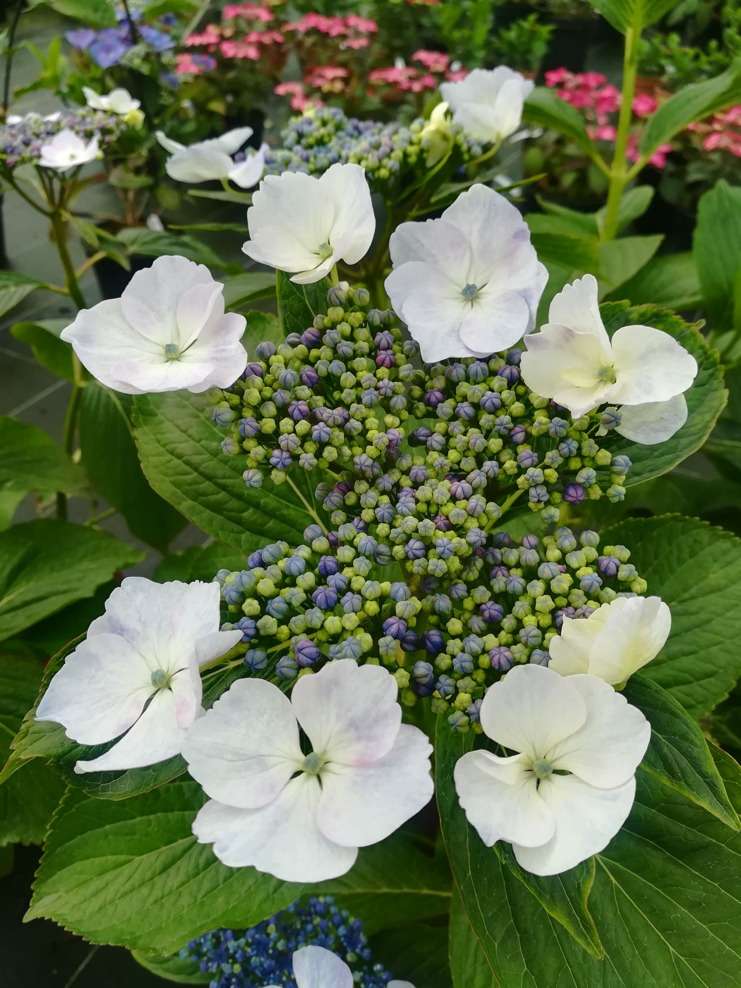 Les Hortensias du Haut Bois Hatsushimo hortensia fleurs plates