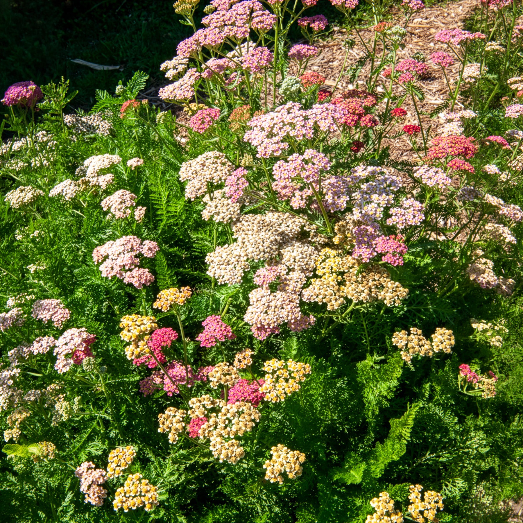 Bakker Achillée Summer Pastels F2 sachet fleurs coupées pastel