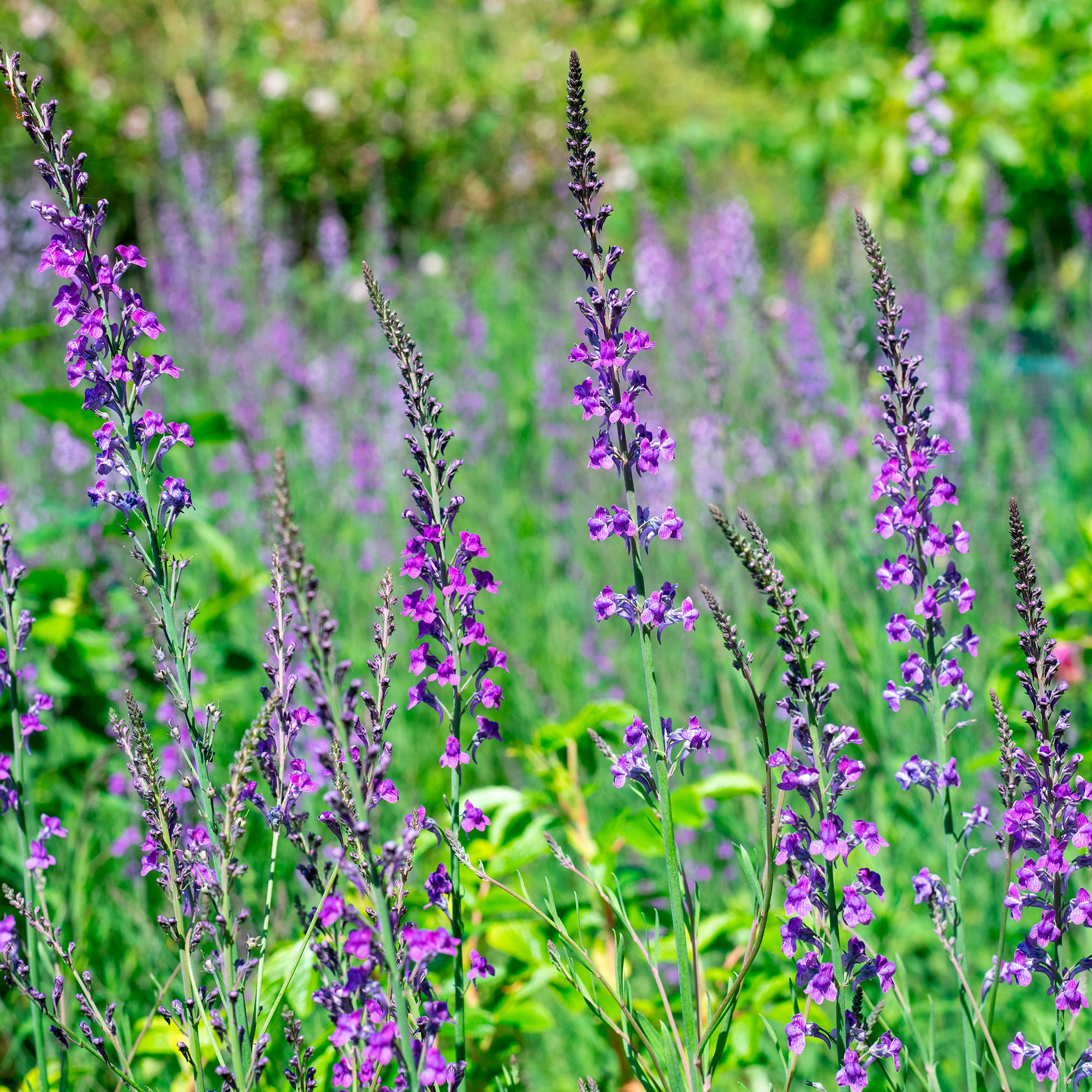 Bakker Linaire Pourpre vivace violette pot Ø9cm