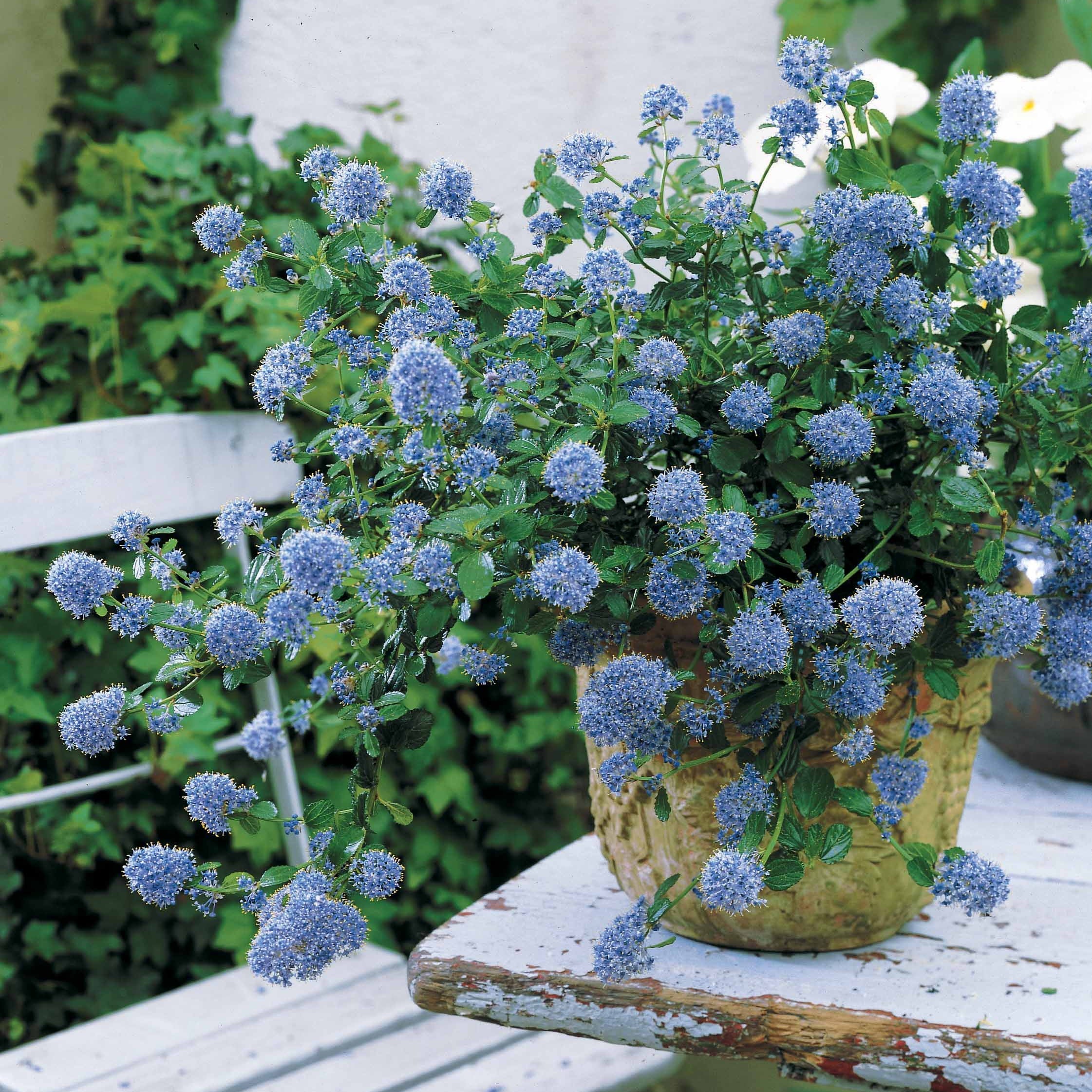 Bakker Céanothe repens arbuste couvre-sol pot 2L bleu