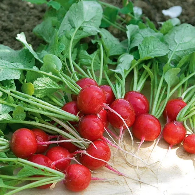 Bakker Potager Radis Cerise graines sachet 10g rond rouge