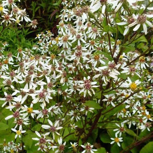 Bakker Aster Albus vivace pot Ø9cm blanc couvre-sol