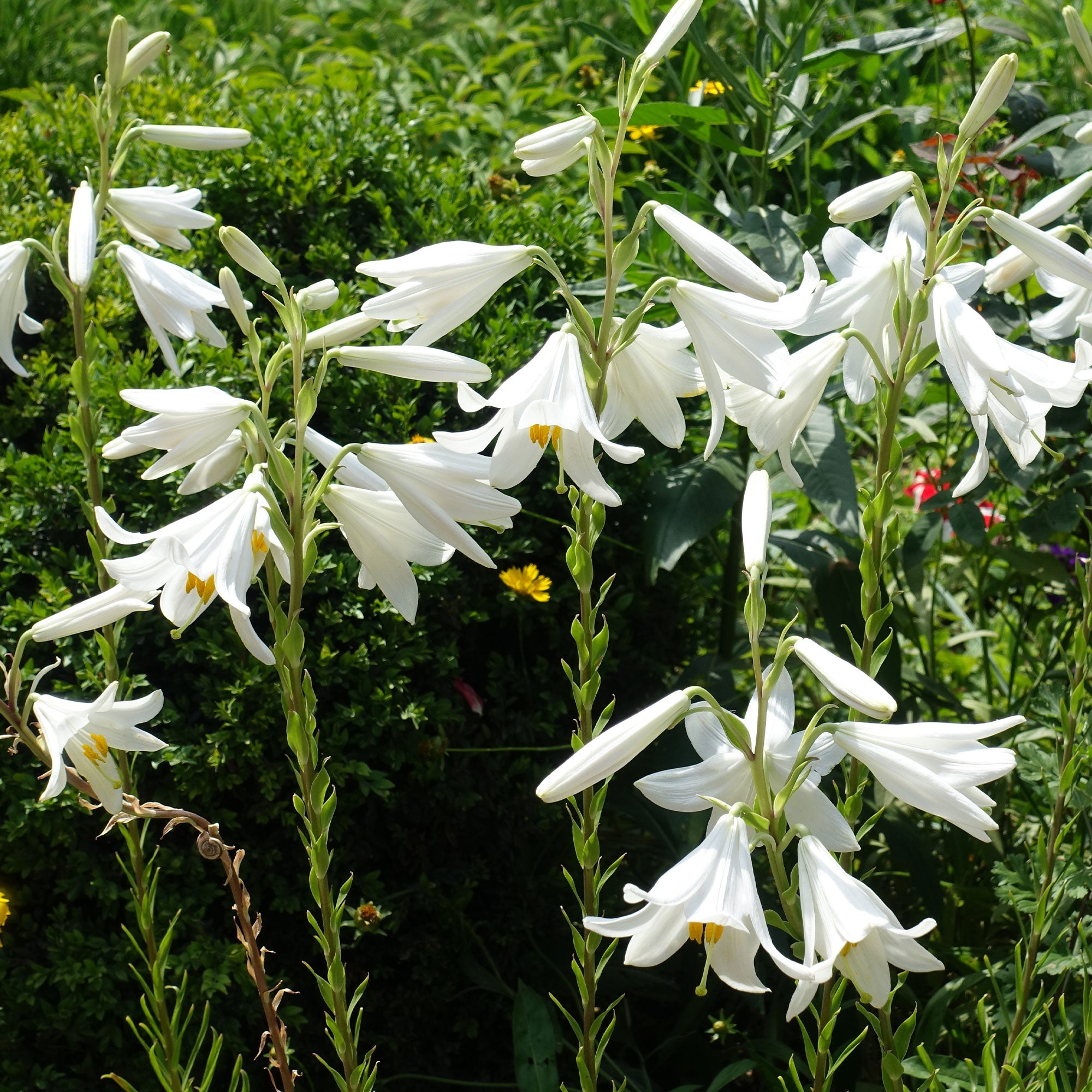 Bakker Lis de la Madone Lilium candidum bulbe sachet 2 blanc