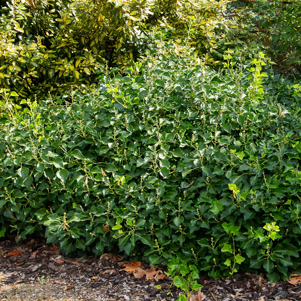 Bakker Hedera helix Arborescens lierre arbustif pot 2L