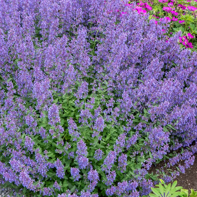 Bakker Nepeta Junior Walker vivace violette pot 9 cm