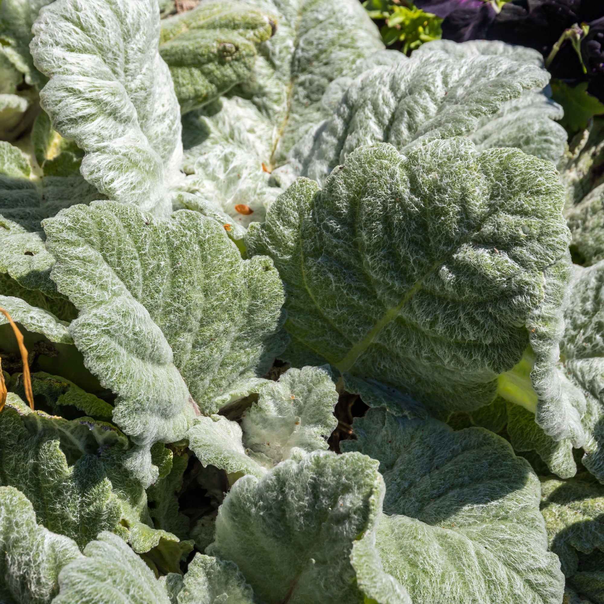 Bakker Salvia Argentea sauge argentée vivace pot 8cm soleil