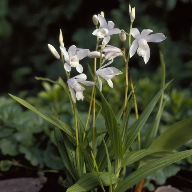 Bakker Orchidée Jacinthe Alba pot 9cm Bletilla