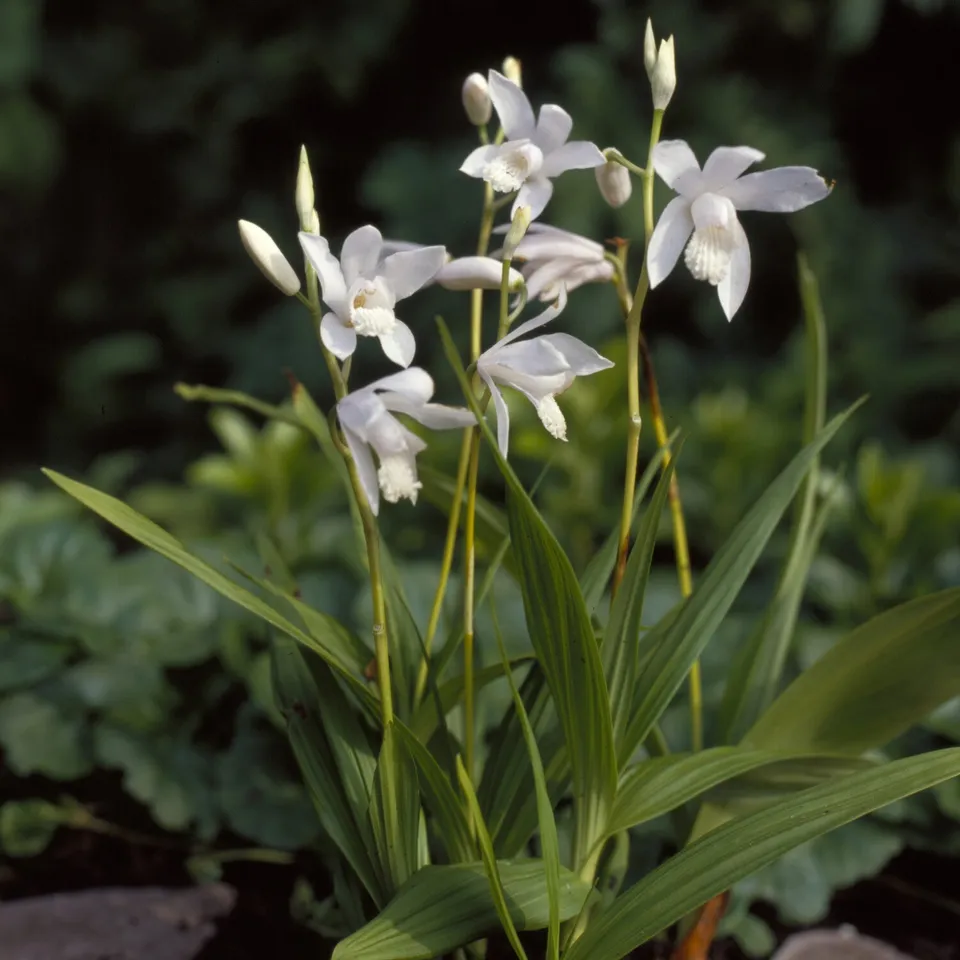 Bakker Orchidée Jacinthe Alba pot 9cm Bletilla