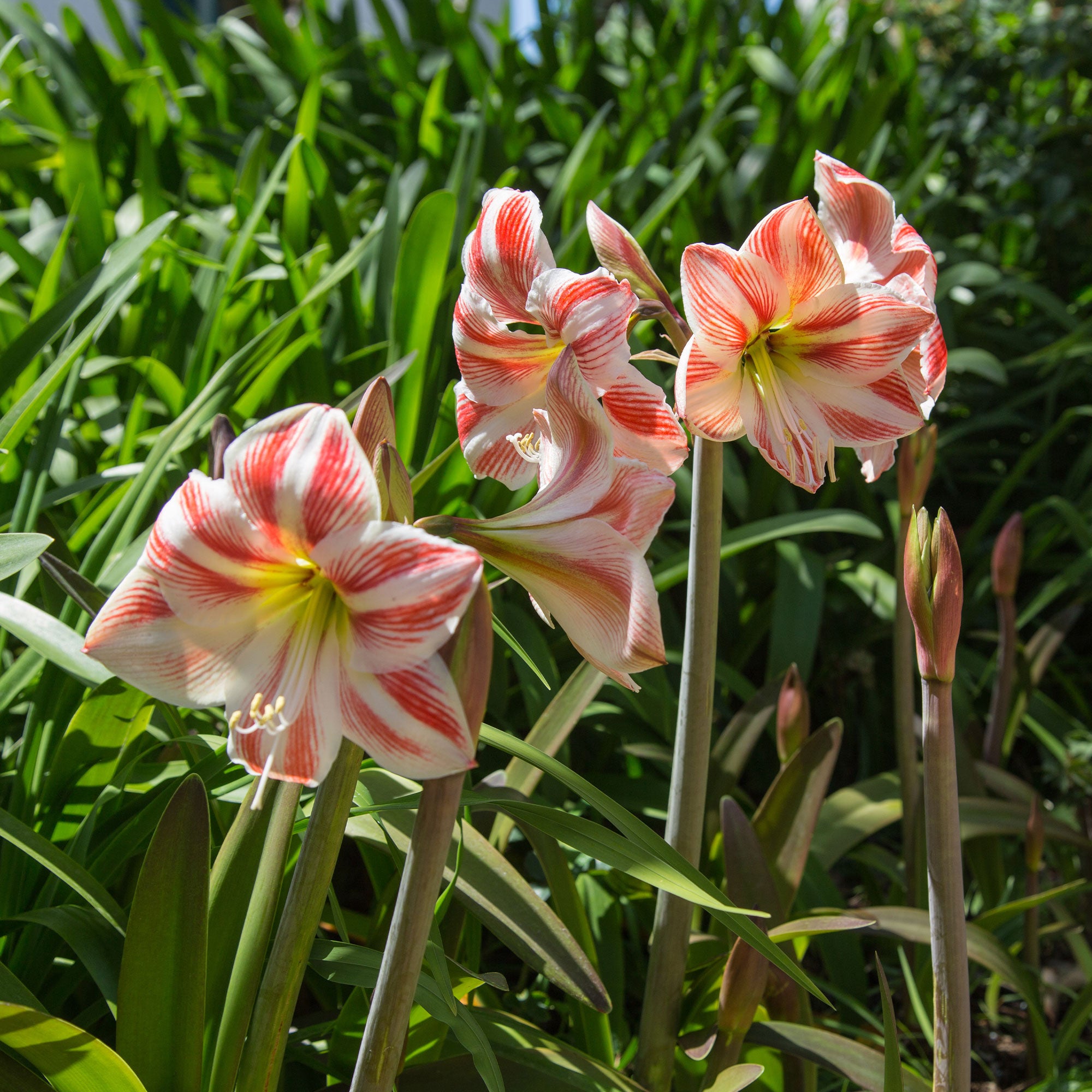Bakker Happy Nymph amaryllis bulbe 26cm+ rose double