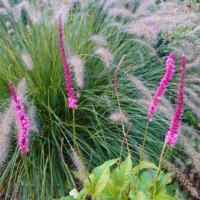 Passion Vivaces Persicaria Petra Auriola renouée rose vif pot