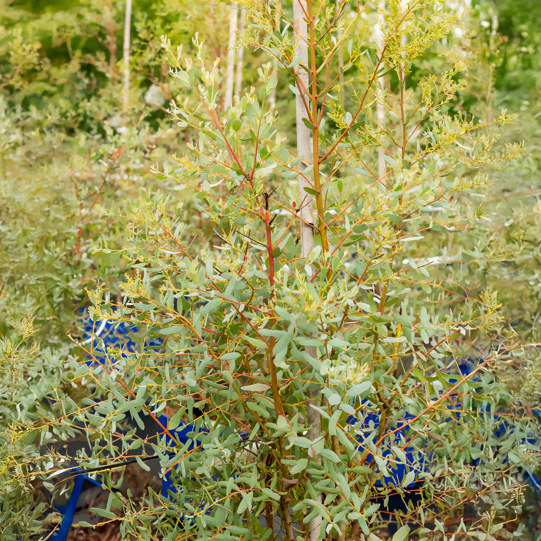 Bakker Eucalyptus gunnii France Bleu arbuste pot 1,3L 20-30cm