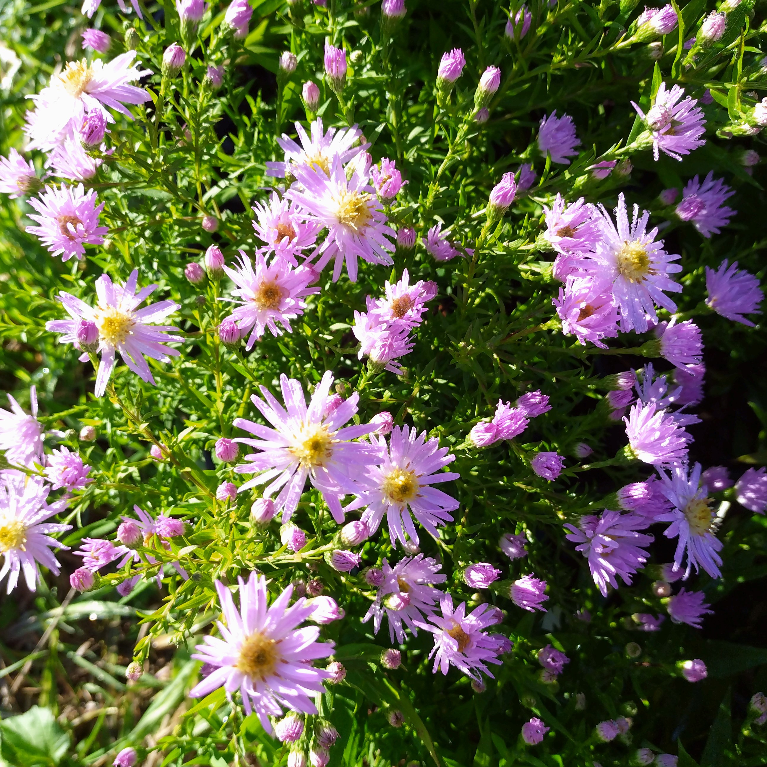 Passion Vivaces ASTER dumosus Jossigny vivace godet blanc rosé nain