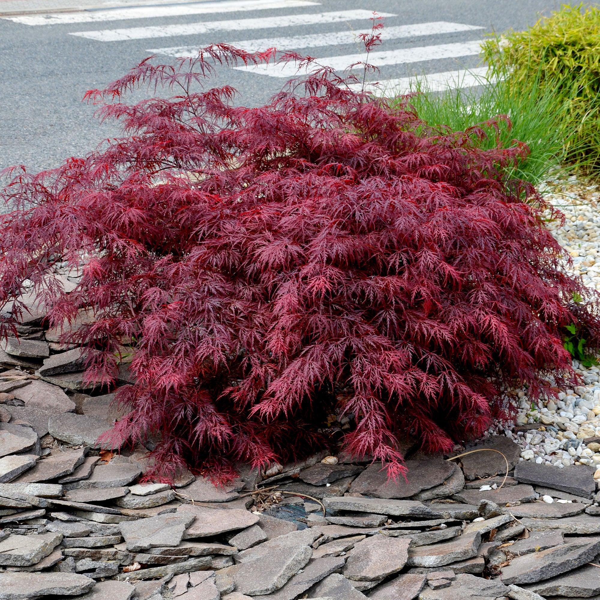 Bakker Érable Japon Dissectum Garnet pot 1,5L 20cm