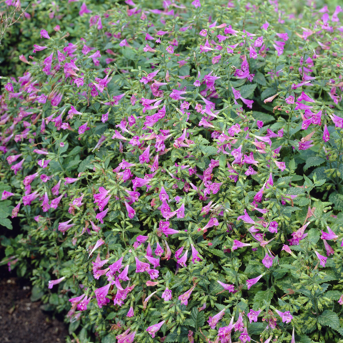 Bakker Calament Thés de l'Aubrac vivace pot Ø 9cm violet