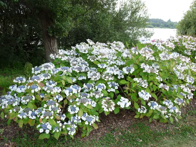 Les Hortensias du Haut Bois Bachstelze hortensia macrophylla plates godet