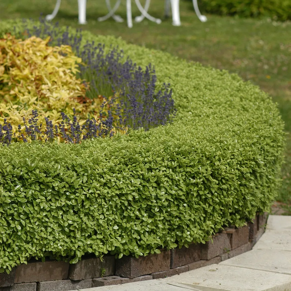 Bakker Golf Ball pittosporum d'extérieur pot 8cm boule verte
