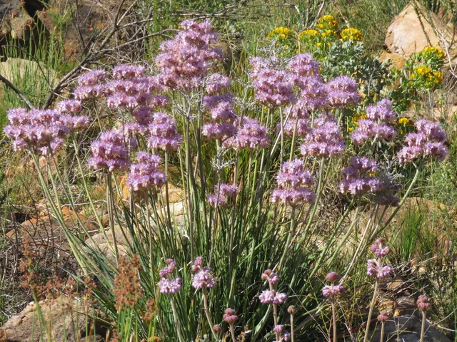 Passion Vivaces Allium stellatum ail étoilé fleur rose godet