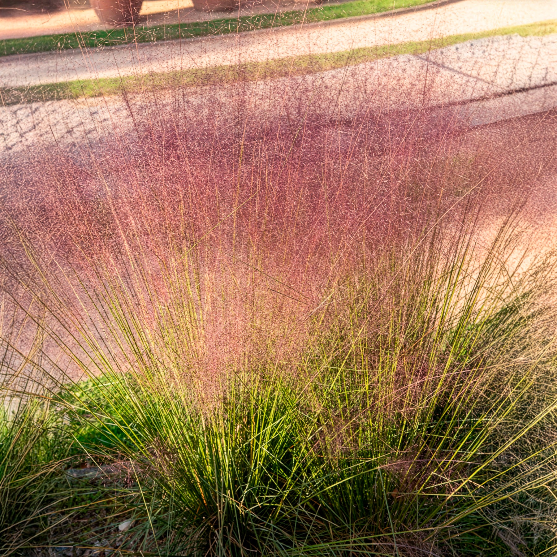 Bakker Muhlenbergia herbe aux épis roses 2 pots 9cm