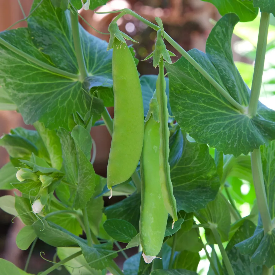 Bakker Potager et Graines Oregon Giant pois mangetout graines 90g