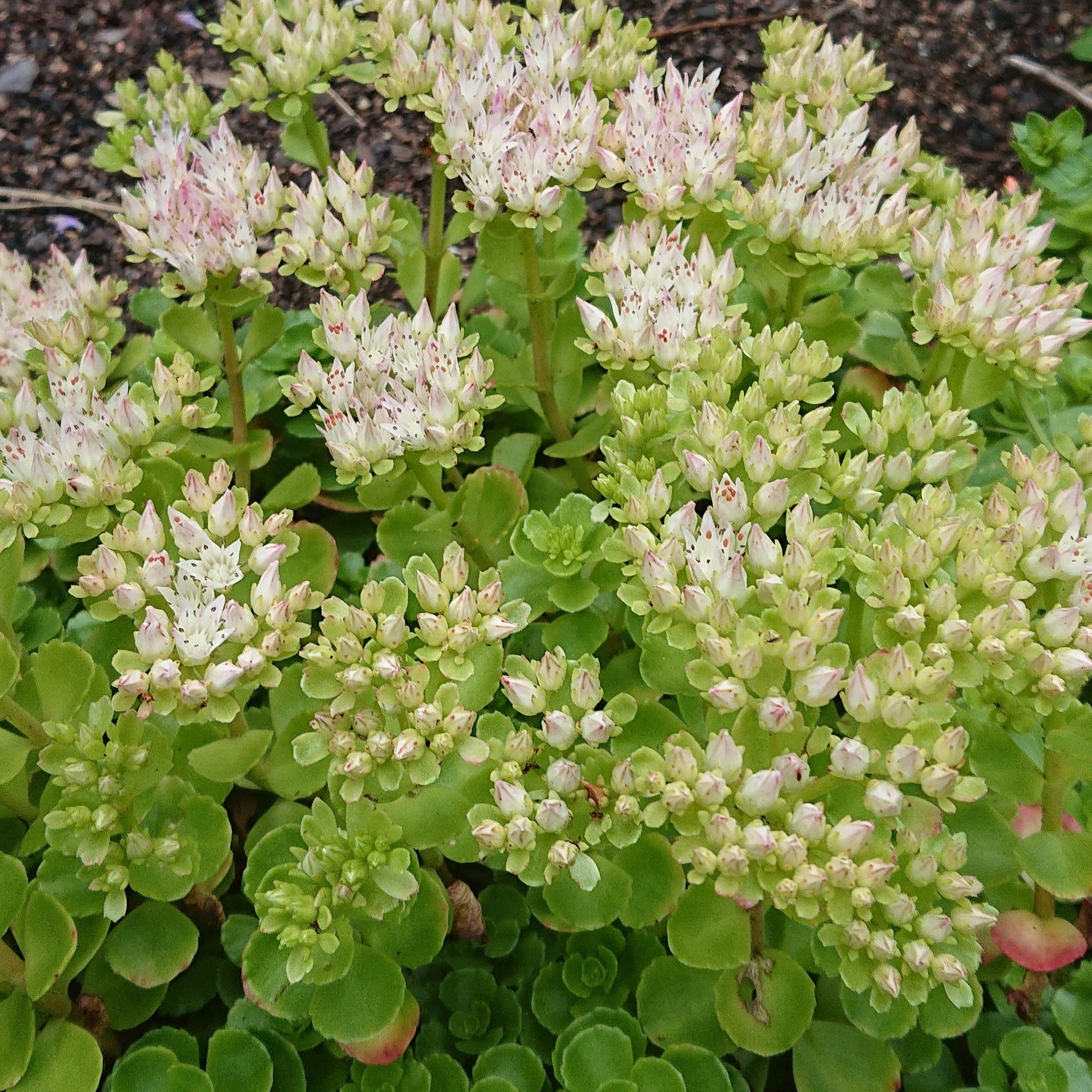 Passion Vivaces Sedum Leningrad White plante blanc godet